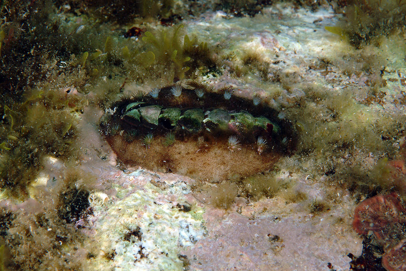 Acanthochitona fascicularis